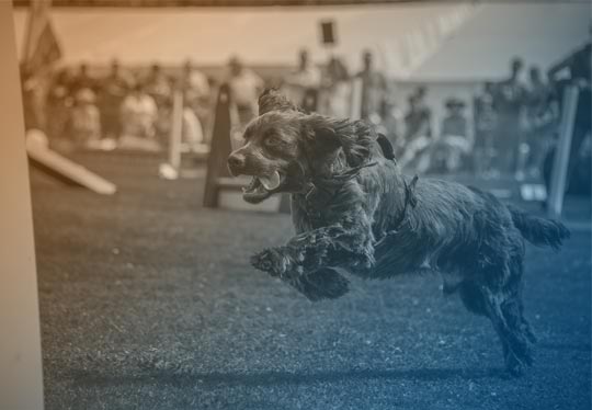Dog show or competition